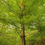 Gluecksburg Buche1-150x150 in 