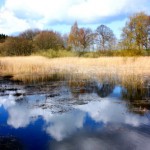 Gut-panker-5-150x150 in 