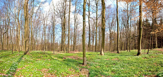 Regenbogenbioptop Pano 1 in 